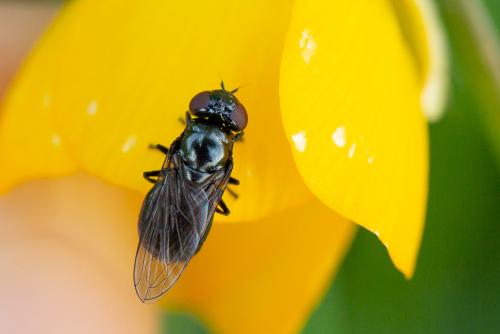Melanogaster nuda